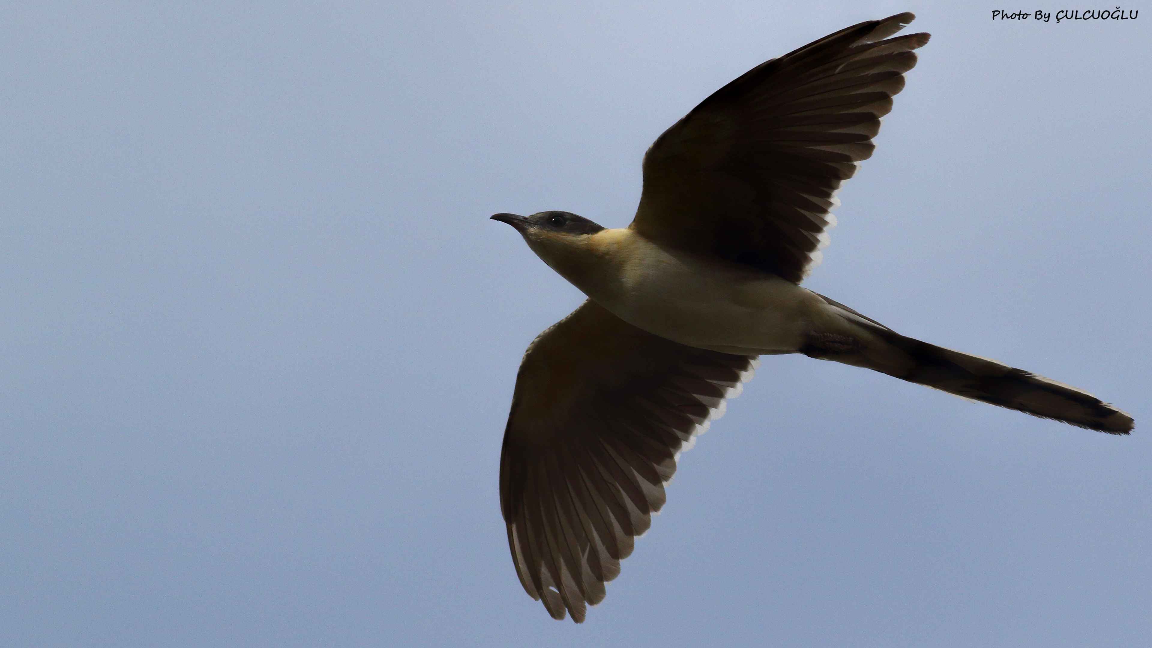 Great Spotted Cuckoo